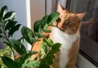 Ядовитые и безопасные для кошек растения - список