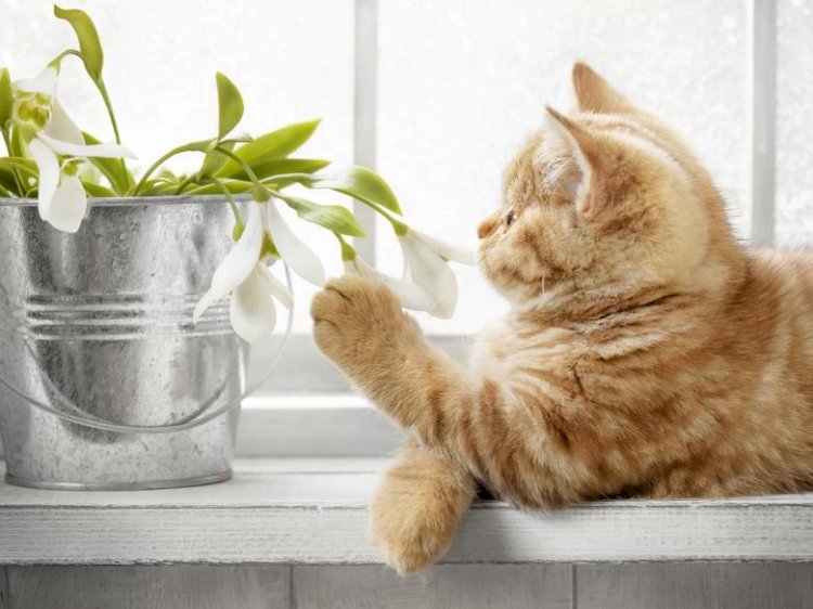 Ядовитые и безопасные для кошек растения - список