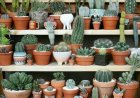 Горшки для кактусов – какие выбрать?